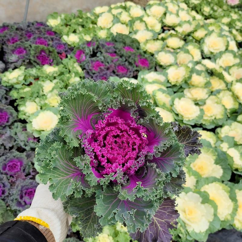 羽衣甘蓝盆栽花卉室外冬季耐寒植物庭院别墅景观花镜配色观叶