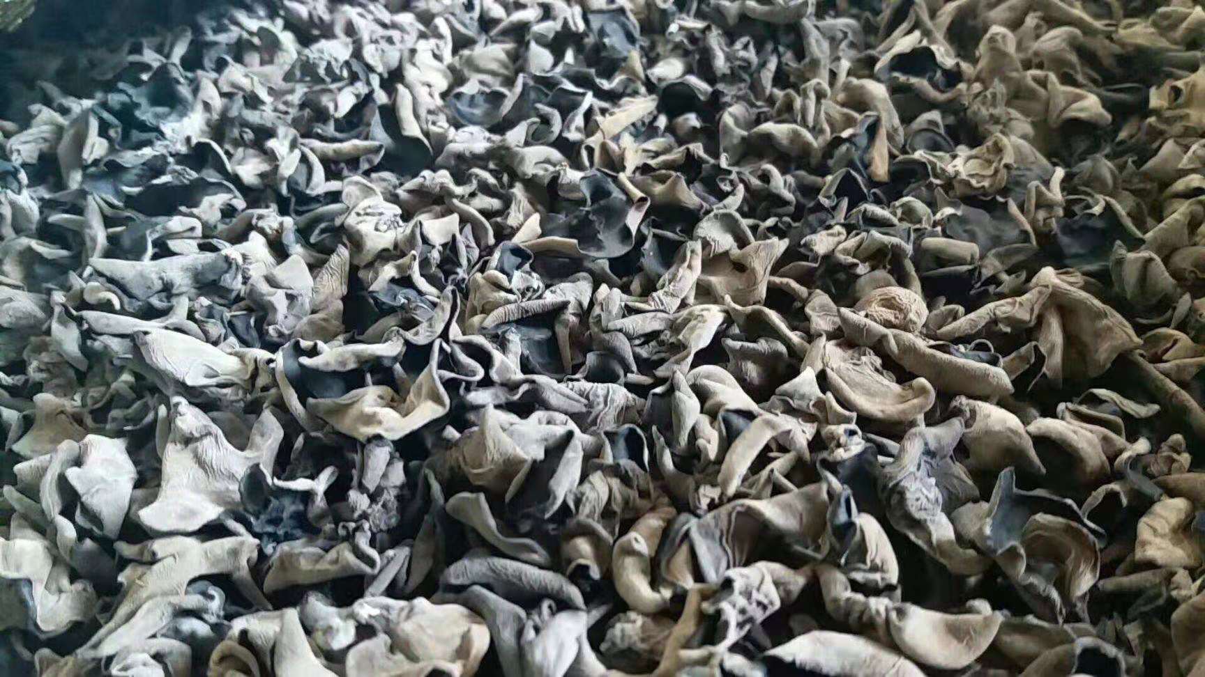 秋木耳干货特写展示