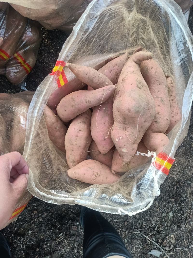 热销山东红薯板栗薯皮毛好口感甜块型好货源充足稳定可视频