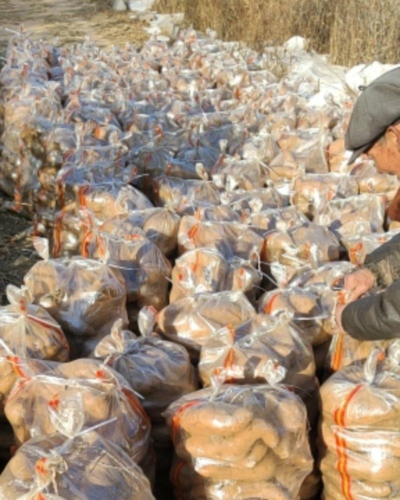 热销山东红薯板栗薯皮毛好口感甜块型好货源充足稳定可视频