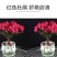 大红杜鹃西玛樱桃红花苗四季开花阳台花卉室内盆栽绿植带花苞