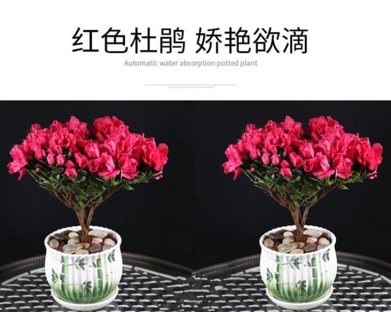 大红杜鹃西玛樱桃红花苗四季开花阳台花卉室内盆栽绿植带花苞