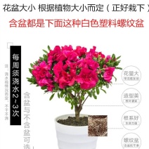 大红杜鹃西玛樱桃红花苗四季开花阳台花卉室内盆栽绿植带花苞