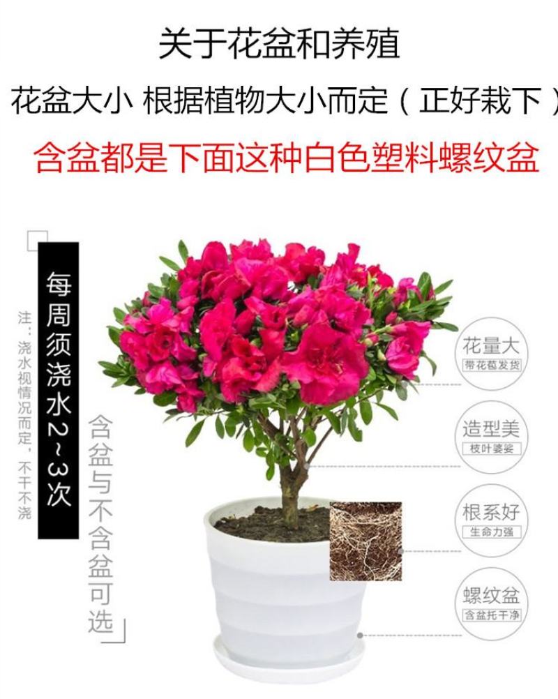 大红杜鹃西玛樱桃红花苗四季开花阳台花卉室内盆栽绿植带花苞