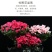 大红杜鹃西玛樱桃红花苗四季开花阳台花卉室内盆栽绿植带花苞