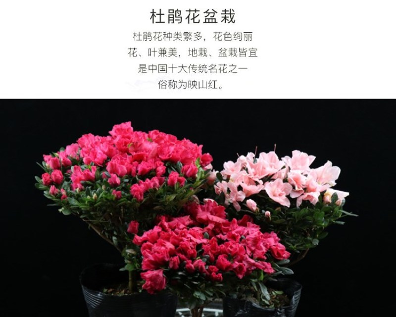 大红杜鹃西玛樱桃红花苗四季开花阳台花卉室内盆栽绿植带花苞