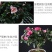 大红杜鹃西玛樱桃红花苗四季开花阳台花卉室内盆栽绿植带花苞