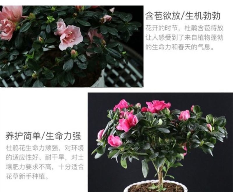 大红杜鹃西玛樱桃红花苗四季开花阳台花卉室内盆栽绿植带花苞