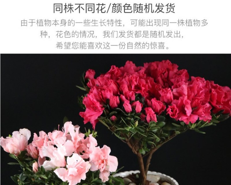 大红杜鹃西玛樱桃红花苗四季开花阳台花卉室内盆栽绿植带花苞