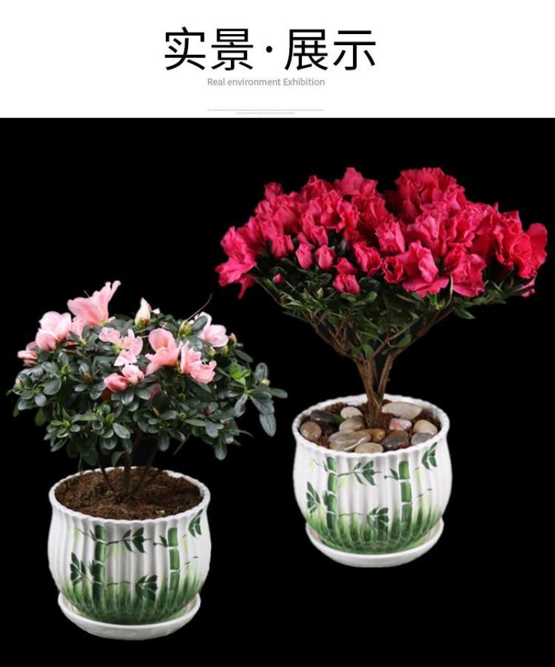 大红杜鹃西玛樱桃红花苗四季开花阳台花卉室内盆栽绿植带花苞