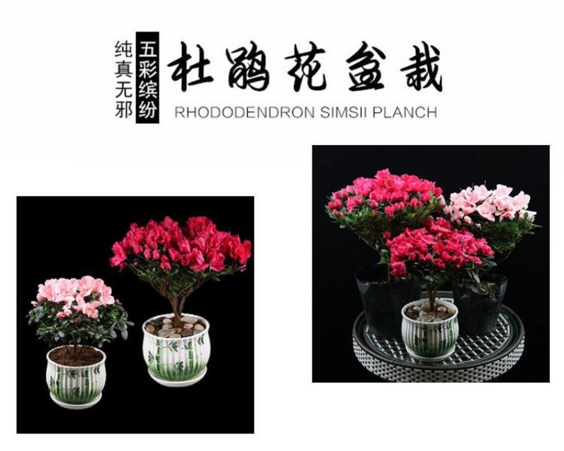 大红杜鹃西玛樱桃红花苗四季开花阳台花卉室内盆栽绿植带花苞