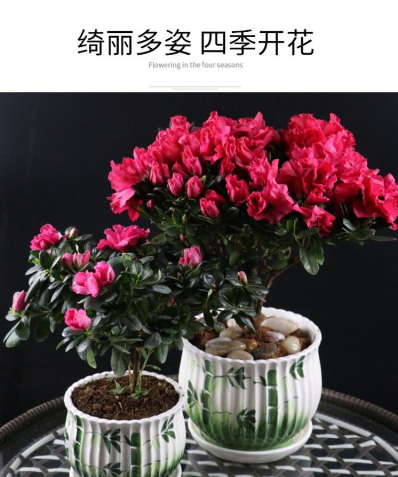 大红杜鹃西玛樱桃红花苗四季开花阳台花卉室内盆栽绿植带花苞