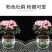 大红杜鹃西玛樱桃红花苗四季开花阳台花卉室内盆栽绿植带花苞