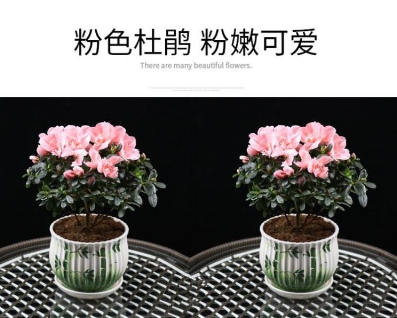 大红杜鹃西玛樱桃红花苗四季开花阳台花卉室内盆栽绿植带花苞