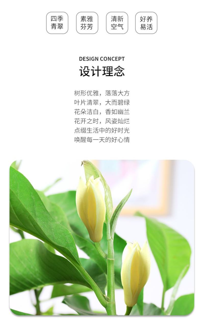 白兰花盆栽花卉植物室内玉兰树苗不带花苞四季好养可开花浓香