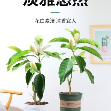 白兰花盆栽花卉植物室内玉兰树苗不带花苞四季好养可开花浓香