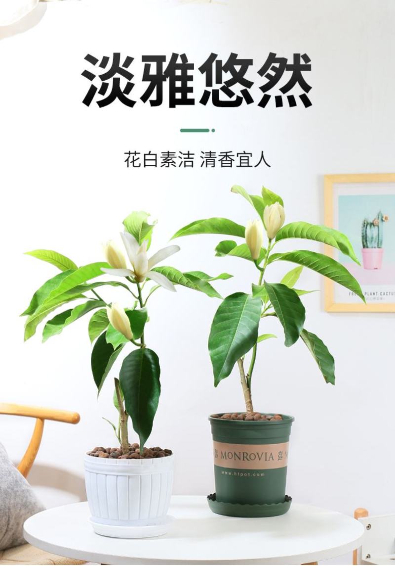 白兰花盆栽花卉植物室内玉兰树苗不带花苞四季好养可开花浓香