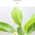 白兰花盆栽花卉植物室内玉兰树苗不带花苞四季好养可开花浓香