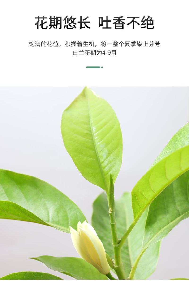 白兰花盆栽花卉植物室内玉兰树苗不带花苞四季好养可开花浓香