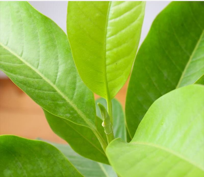 白兰花盆栽花卉植物室内玉兰树苗不带花苞四季好养可开花浓香