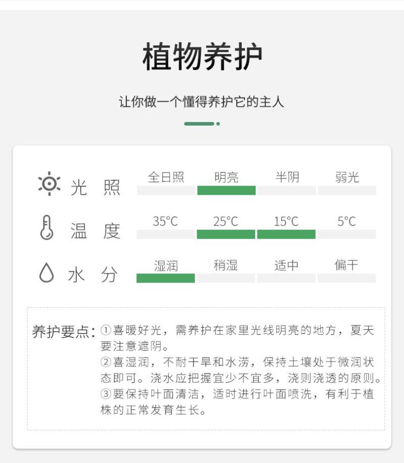 白兰花盆栽花卉植物室内玉兰树苗不带花苞四季好养可开花浓香