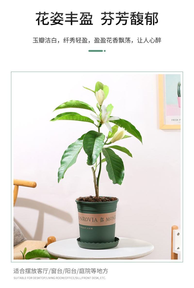 白兰花盆栽花卉植物室内玉兰树苗不带花苞四季好养可开花浓香
