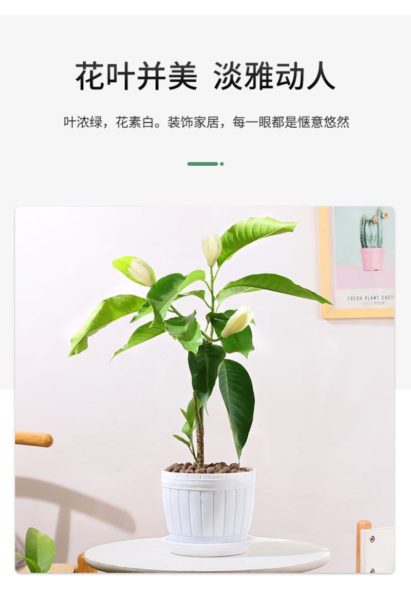 白兰花盆栽花卉植物室内玉兰树苗不带花苞四季好养可开花浓香