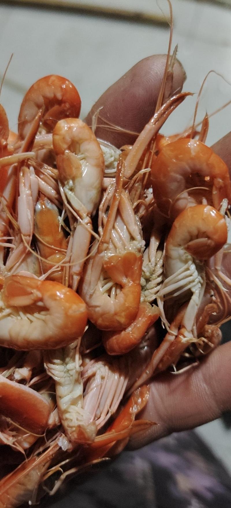 渤海湾立虾（又名，夹板虾或勾虾）口感鲜美适合做麻辣小食品