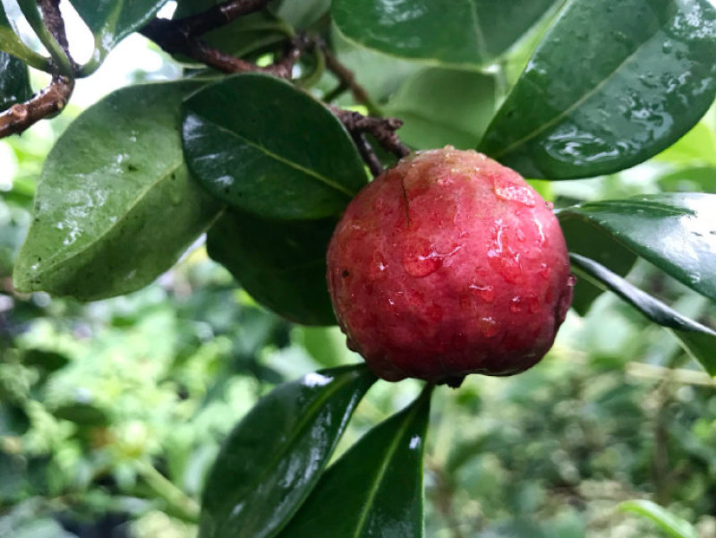 草莓番石榴（芭乐）美植袋苗量多价优批发福建漳州