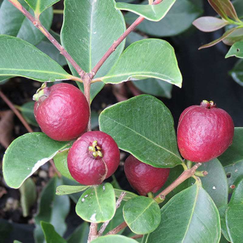 草莓番石榴（芭乐）美植袋苗量多价优批发福建漳州