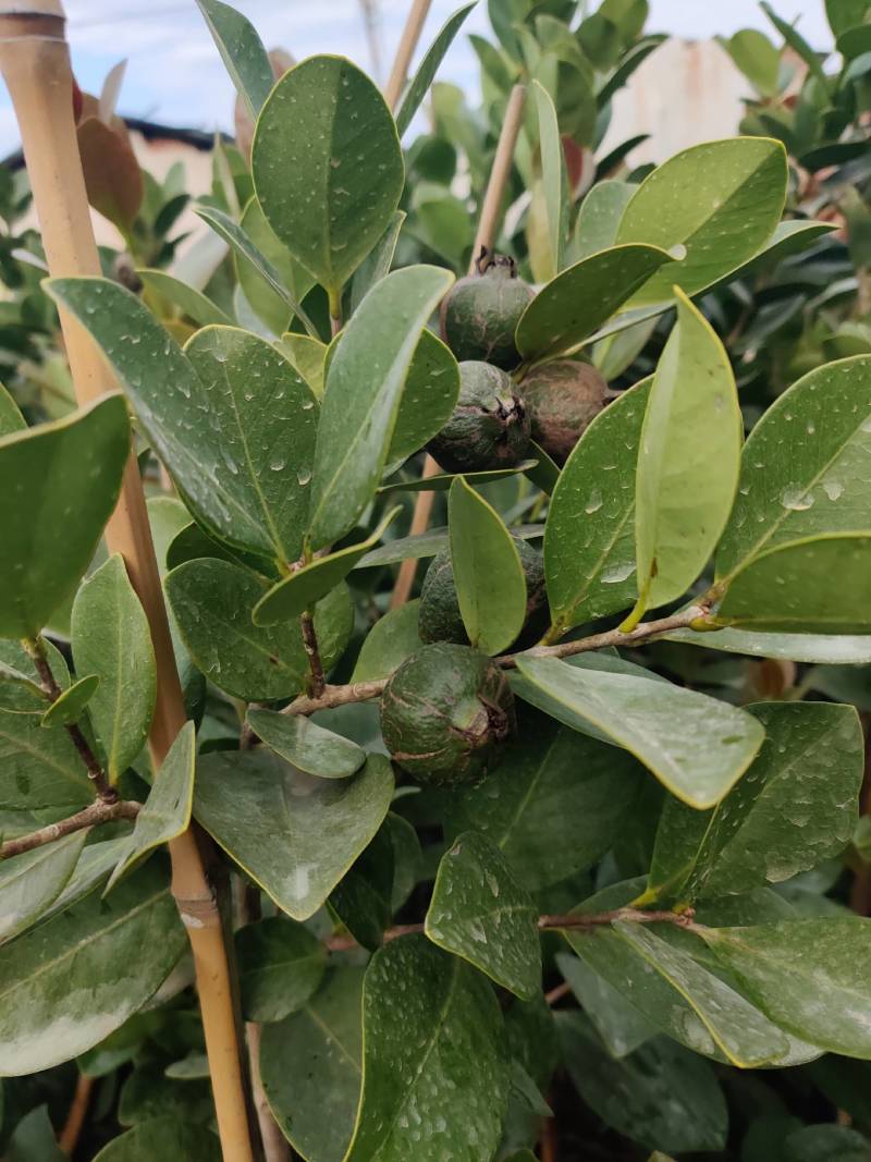 草莓番石榴（芭乐）美植袋苗量多价优批发福建漳州