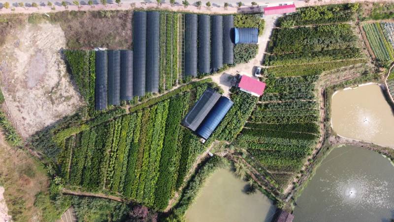 草莓番石榴（芭乐）美植袋苗量多价优批发福建漳州