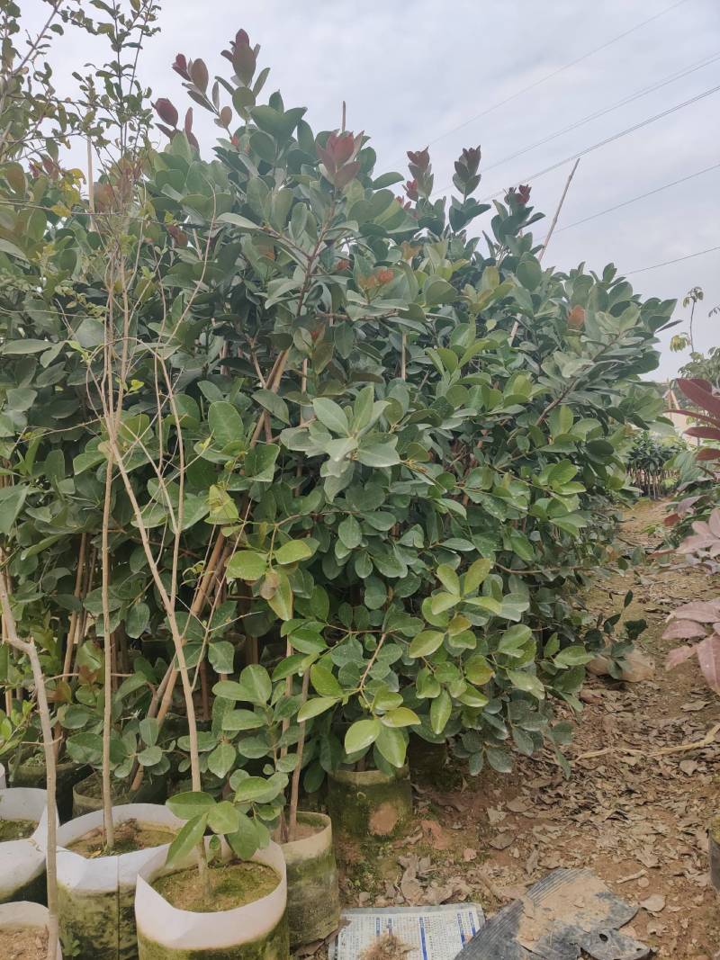 草莓番石榴（芭乐）美植袋苗量多价优批发福建漳州