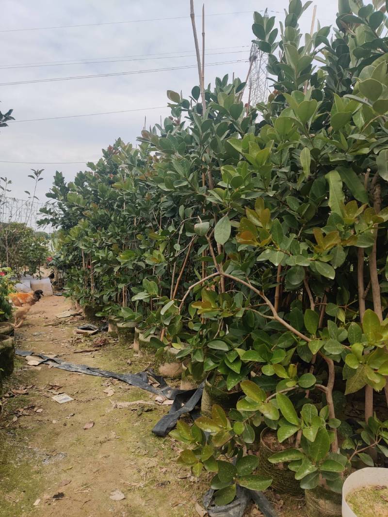 草莓番石榴（芭乐）美植袋苗量多价优批发福建漳州