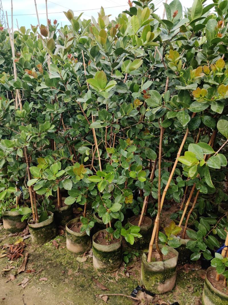 草莓番石榴（芭乐）美植袋苗量多价优批发福建漳州