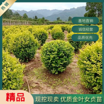 金叶女贞球，冬青球60一120公分