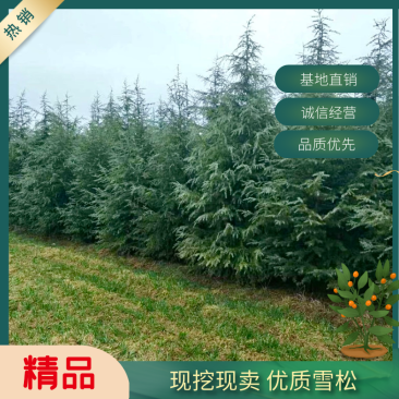 雪松树苗小苗庭院盆栽地栽绿化树苗，南北方种植四季常青