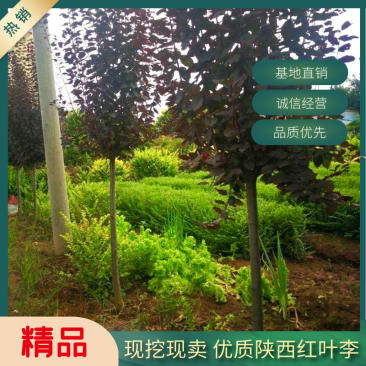 陕西周至红叶李处理2一3公分