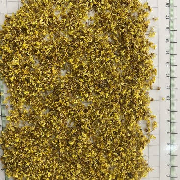 产地直销桂花批发零售