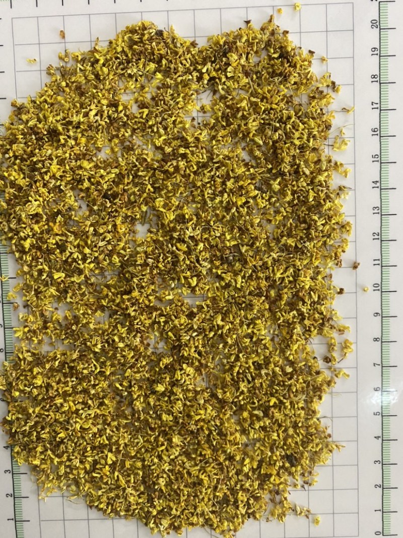产地直销桂花批发零售