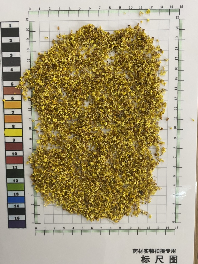 产地直销桂花批发零售