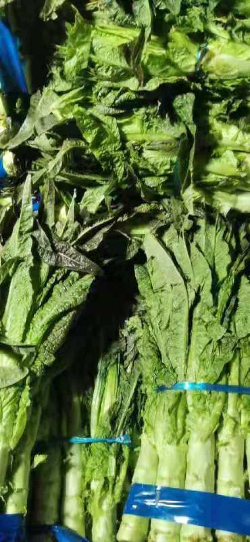 红尖叶窝笋质量优