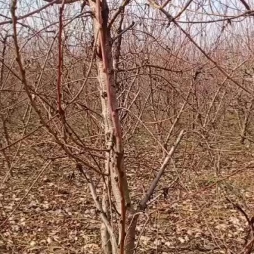 占地桃树四年树518油桃品种