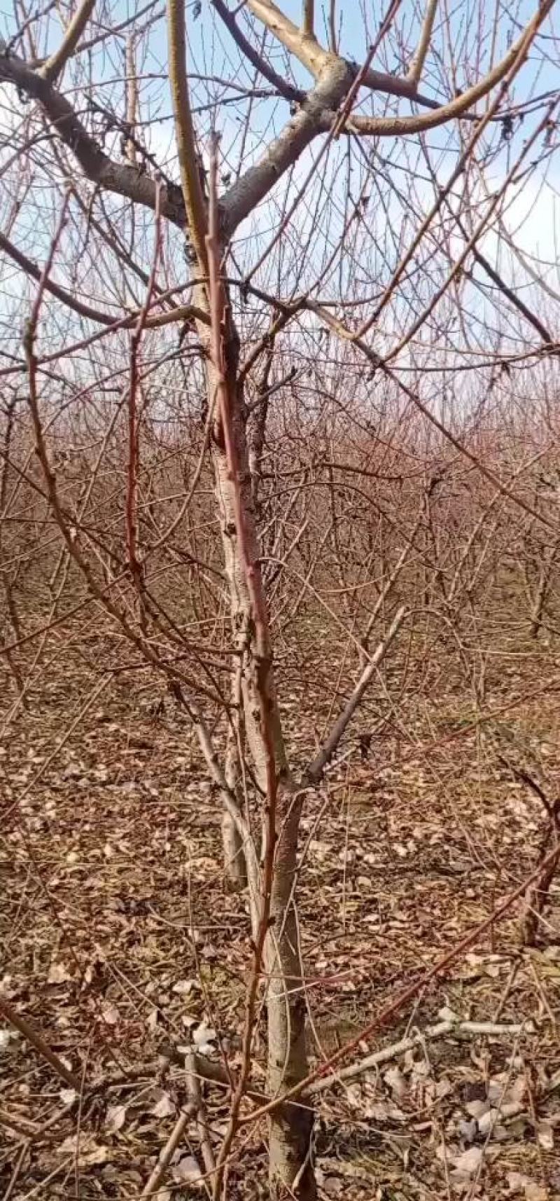占地桃树四年树518油桃品种