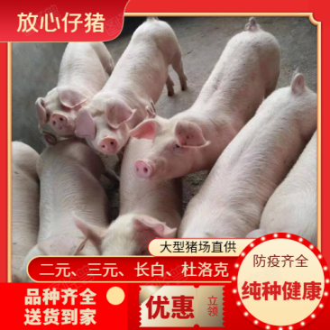 [猪场直供]二元仔猪三元仔猪杜洛克防疫到位送货到家