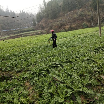 泥巴萝卜现在可以直接拔