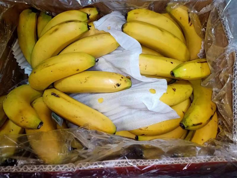 香蕉云南蕉量大电商可谈，地区招代理，质量保证