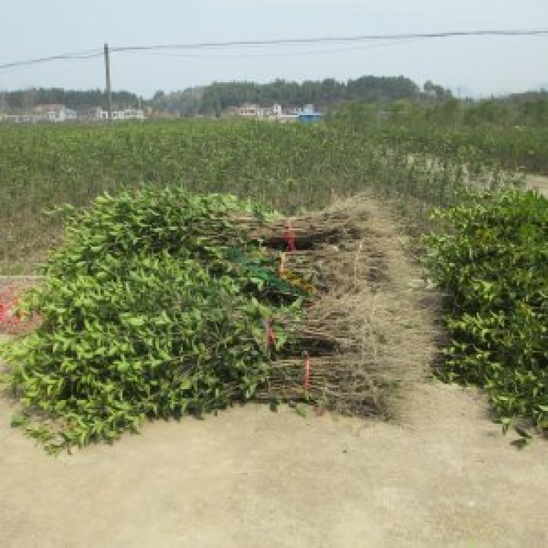 基地直供树苗，苗龄4年。