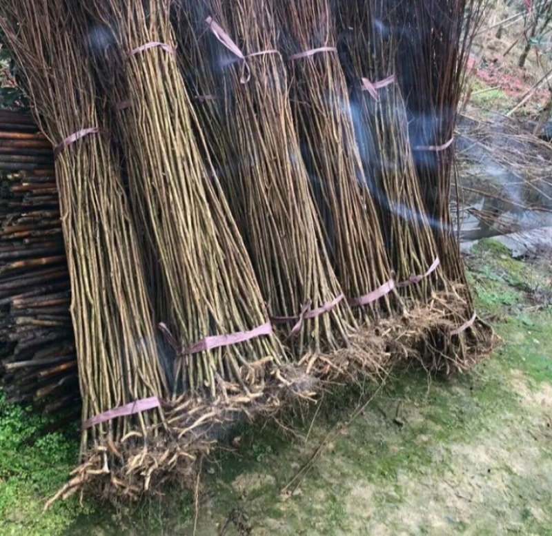 红火箭【速生生长速度快】百日红紫薇苗好品种成活率高