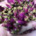 甘肃特产玫瑰花老百姓自己种植的农作物